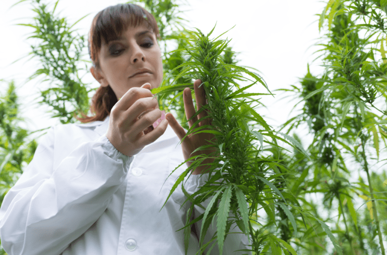 cbd manufacturer partnered process quality control