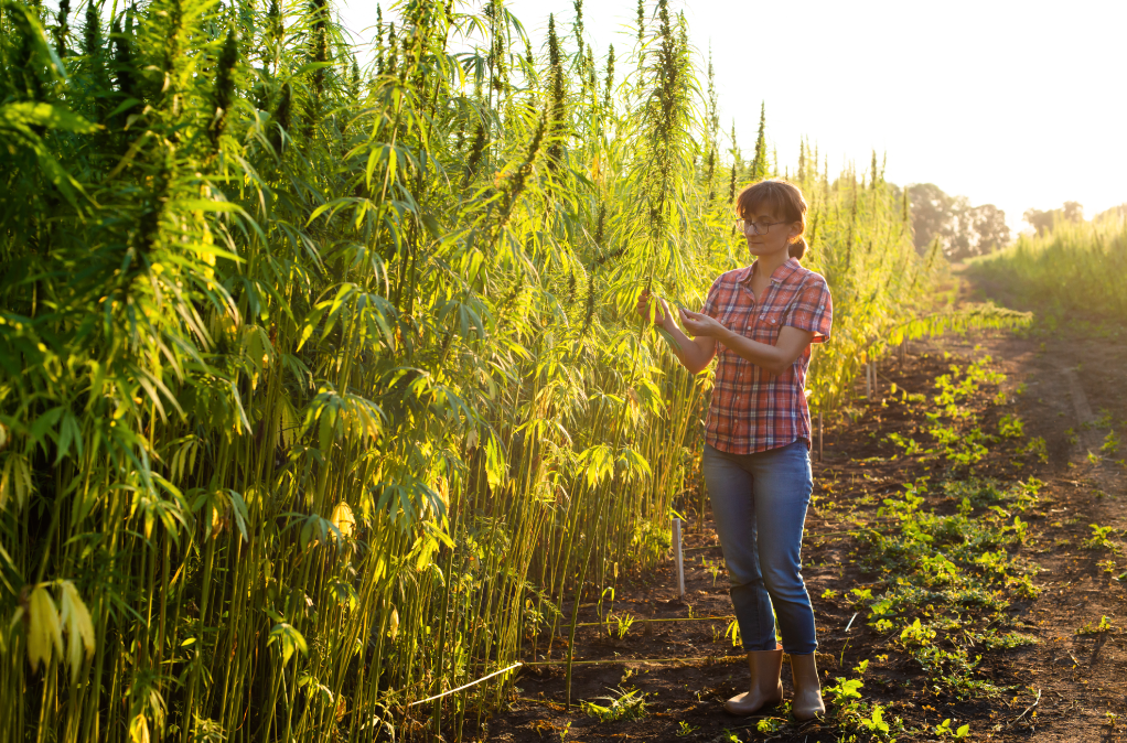 CBD Manufacturer Chaos: Major Quality Control Issues Challenge The Industry 8 cbd manufacturer, cbd, cbd private label, cbd whiet label, partners process