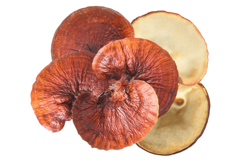 reishi spores, and reishi supplements, real mushrooms