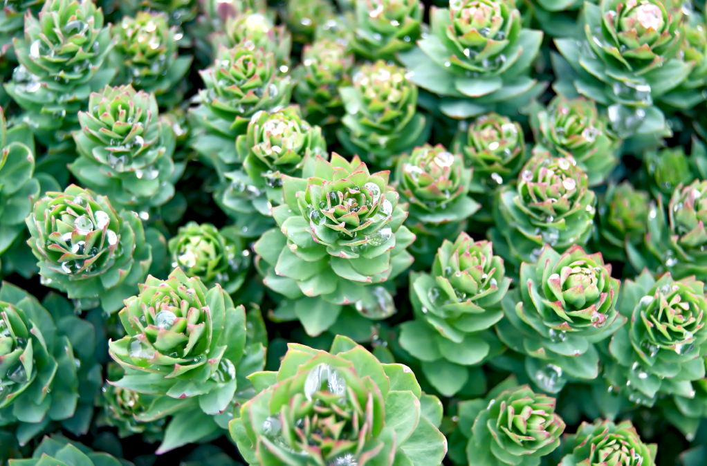 Rhodiola Rosea is a key supplements to lower cortisol include ingredients like Rhodiola Rosea