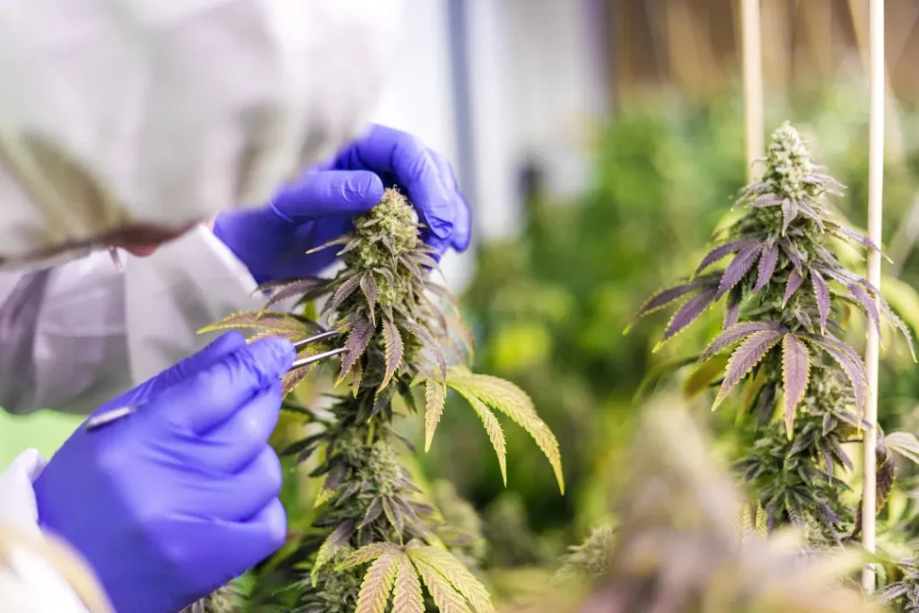 Scientist Inspecting CBD plant. 