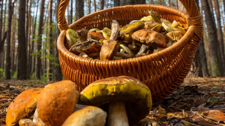 Functional Mushroom Blends