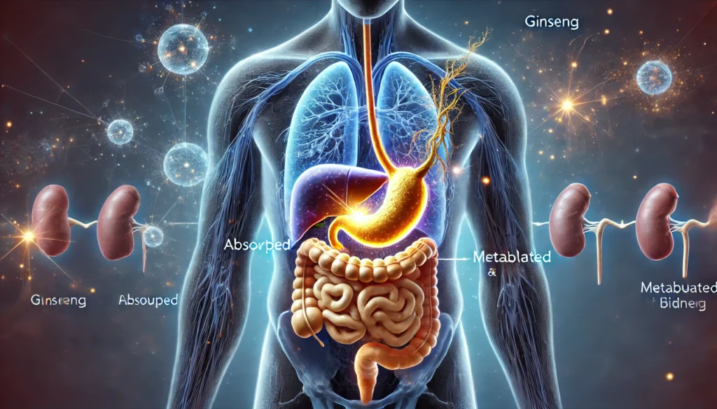 How Ginseng Affects Your Body: Drug Interactions, Blood Thinning Risks, and How Long It Stays in Your System 3 A conceptual visualization showing a glowing ginseng root dissolving within the digestive system, with energy waves highlighting its absorption, metabolism, and excretion process in the liver and kidneys.