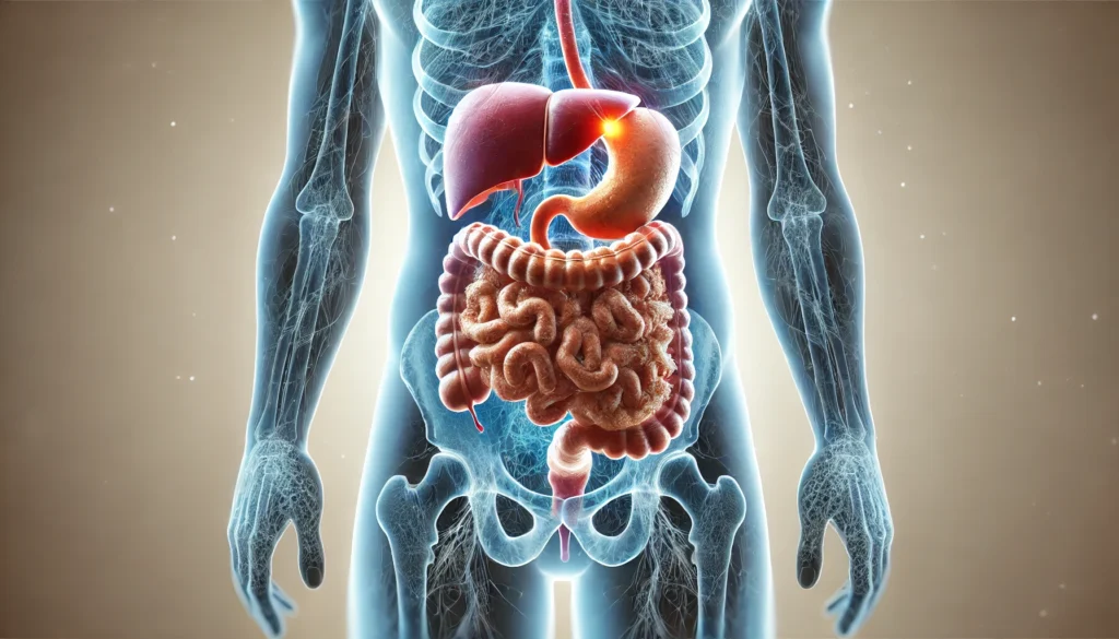 How Fatty Liver Disease and Constipation Are Connected: Signs, Causes, and Prevention Tips 2 A conceptual medical illustration showing clogged intestines with waste buildup and an unhealthy, swollen, fatty liver inside a semi-transparent human body silhouette, visually representing the link between fatty liver disease and constipation