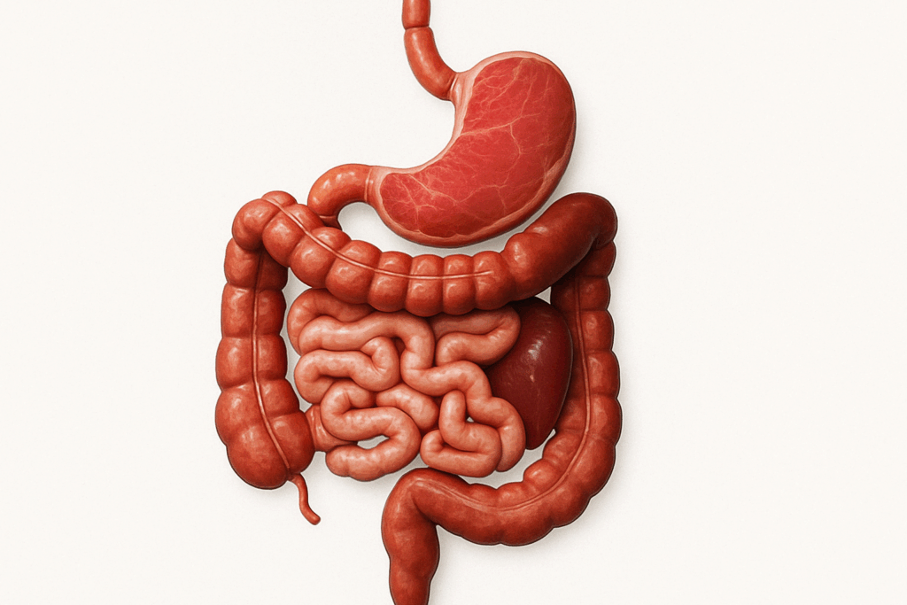 Is a Meat Diet Healthy? What Science Says About Carnivore Diet Side Effects, Heart Health, and Long-Term Risks 2 Heart made from strips of red meat placed next to a stethoscope, representing the question is a meat diet healthy for the heart.