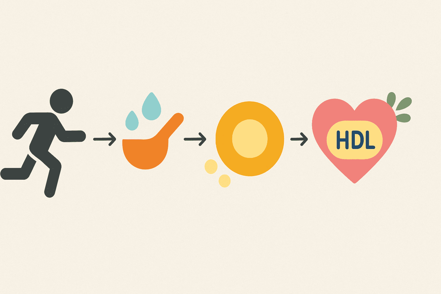 Minimalist infographic illustrating the best exercise to increase HDL, showing a running figure leading to improved lipid metabolism and heart health.