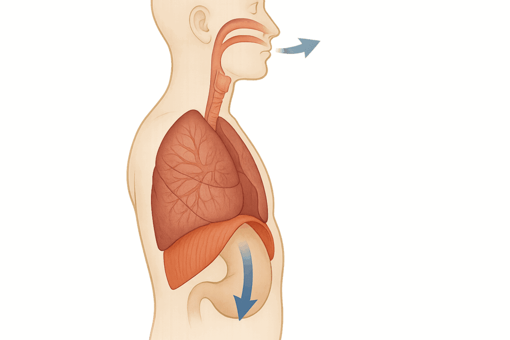 Breathe Better, Perform Stronger: The Science-Backed Benefits of Diaphragmatic Breathing for Endurance and Stamina 1 Side view anatomical illustration of a torso demonstrating diaphragmatic breathing with lungs expanding and diaphragm contracting during inhalation