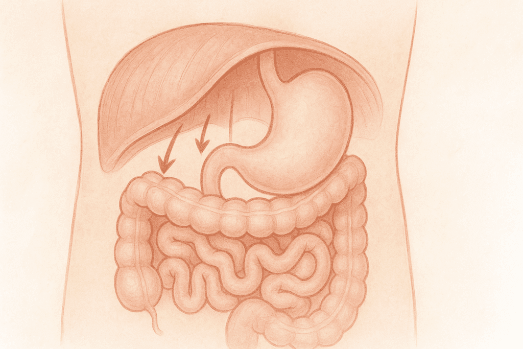 Breathe Better, Perform Stronger: The Science-Backed Benefits of Diaphragmatic Breathing for Endurance and Stamina 6 Medical illustration of diaphragmatic breathing showing the diaphragm gently massaging the stomach and intestines to aid digestion and circulation