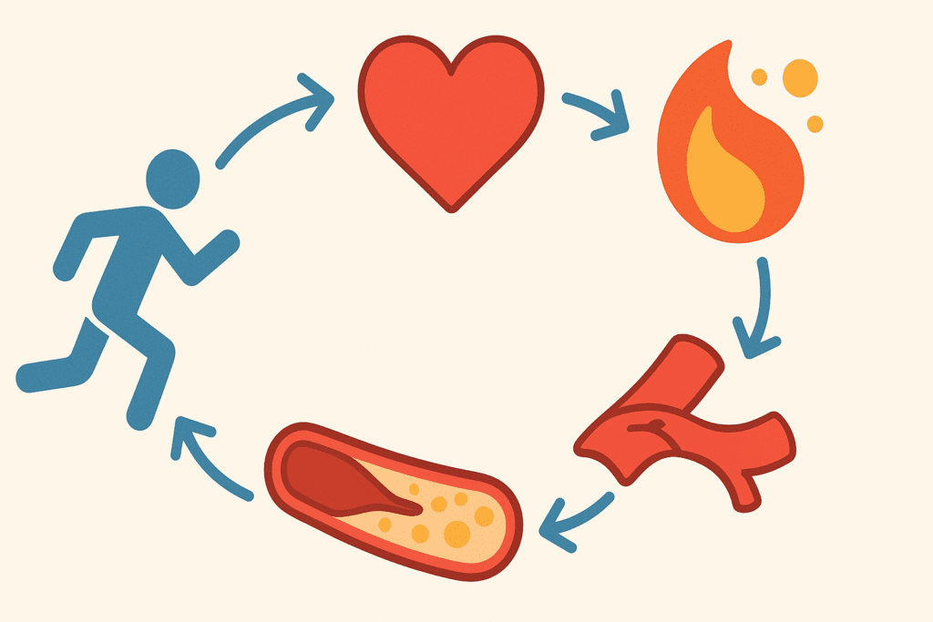 Circular infographic illustrating how exercise improves heart function, reduces inflammation, stabilizes plaque, and shows how can exercise reverse heart disease.