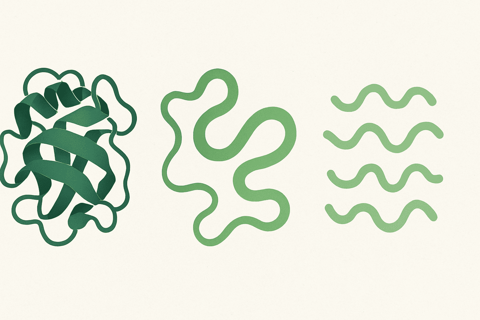 Three stages of protein breakdown from complex raw structure to simple hydrolyzed chains, illustrating the easiest protein to digest.