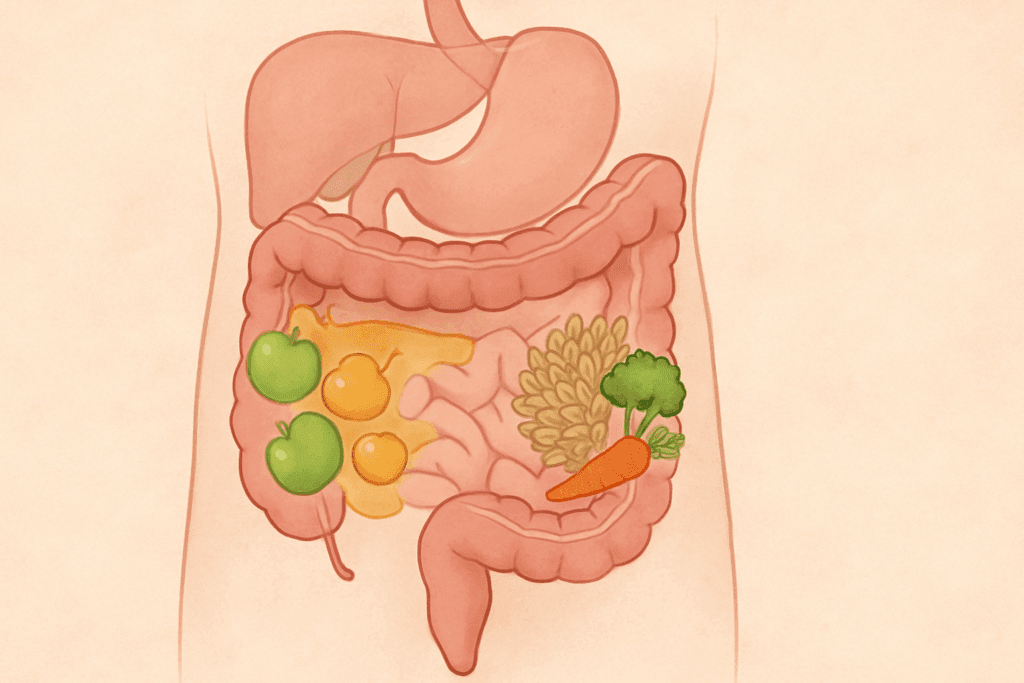 The Essential Guide to High Fiber Diets for Weight Loss: How Much Fiber Per Day Is Right for You? 1 Digestive system diagram showing how much fiber per day for weight loss supports gut health using soluble and insoluble fibers from apples, oats, grains, and vegetables