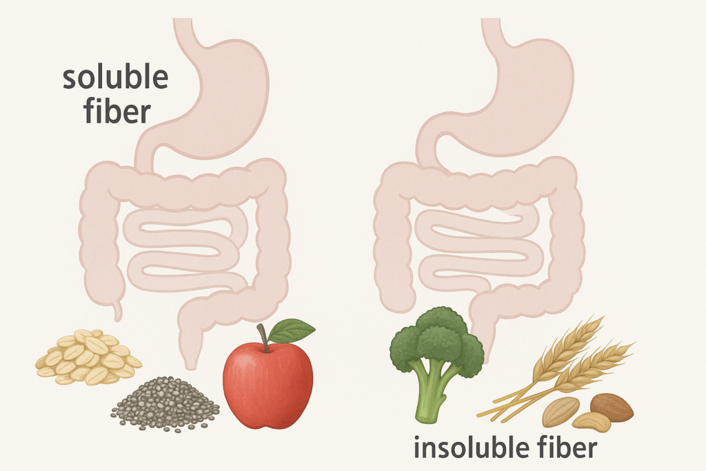 The Surprising Truth About Fiber in Salad: Is This Gut-Healthy Food Really High in Fiber? 1 "Diagram comparing soluble and insoluble fiber using foods like oats, chia seeds, apples, broccoli, and nuts to explain how fiber in salad supports gut health"
