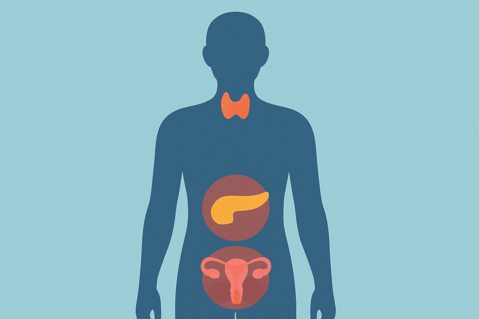 Human silhouette highlighting thyroid, pancreas, and reproductive organs, symbolizing common medical causes for hunger like hyperthyroidism, diabetes, and hormonal imbalances, related to the question 'Why Am I Always Hungry?