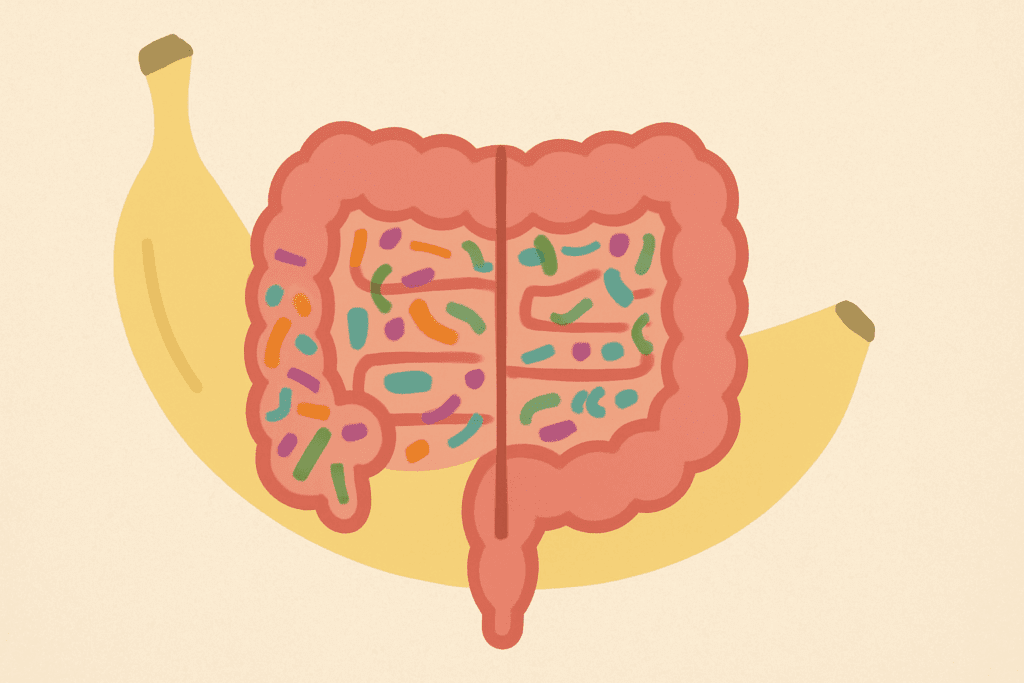 Stylized gut illustration showing balanced and imbalanced microbiota over a banana silhouette, highlighting why do bananas give me heartburn.