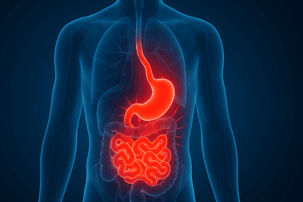 Why Does My Stomach Hurt After I Eat? Understanding Common Causes of Abdominal Pain and How to Find Relief Naturally 1 Transparent X-ray view of human torso highlighting inflamed stomach and intestines, showing Why does my stomach hurt after I eat?
