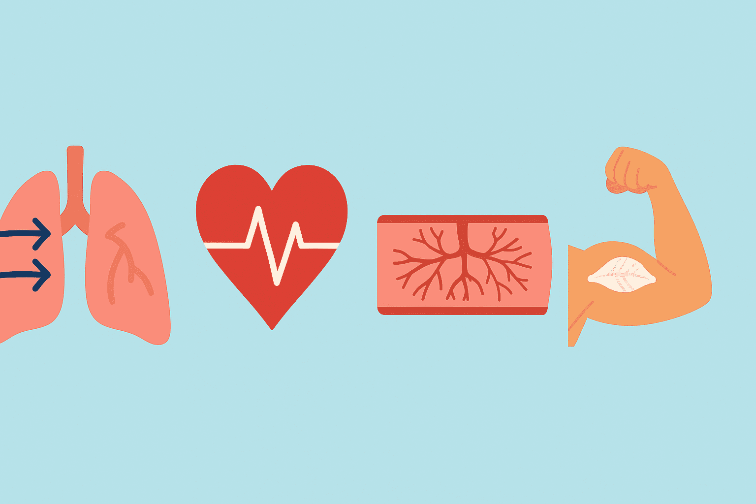 Boost Endurance and Heart Health Naturally: What Does Cardiovascular Exercise Mean and Why It Matters for Peak Performance 5 Infographic illustrating what does cardiovascular exercise mean with symbols of lung airflow, heart rate, blood vessels, and muscle function
